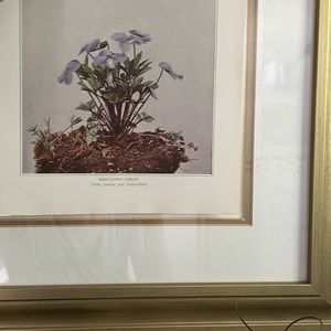 Antique Botanical Violet Plant Print Original violet flower plant